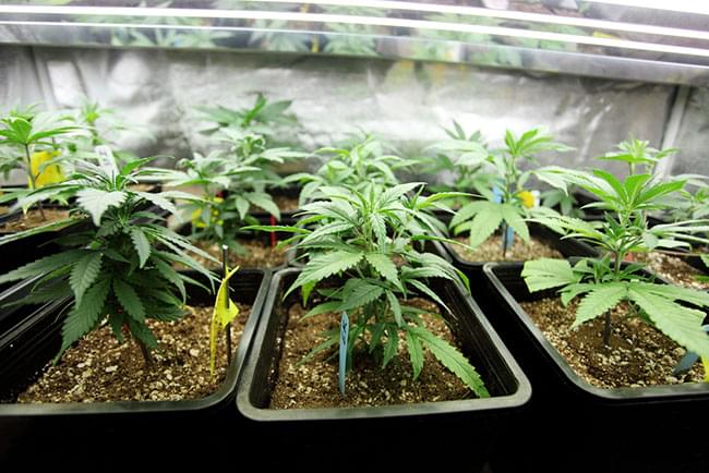 cannabis indoor prevegetation
