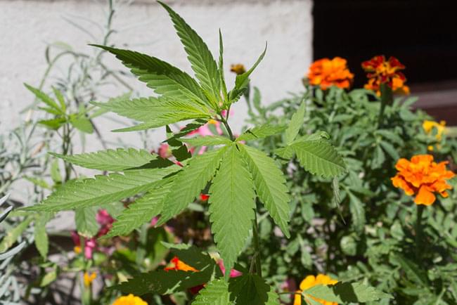cannabis garden