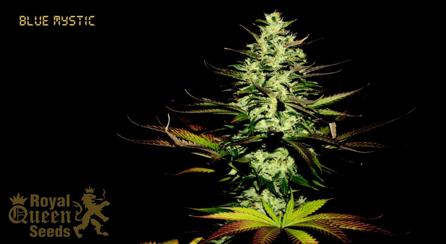 Blue Mystic Feminized Cannabis Seeds 