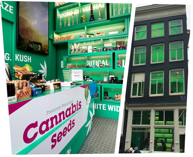 The bank is the shop. Cannabis Seeds Store Amsterdam. Seed Banks. Seed shop in Texas. Seed shop in Alabama.