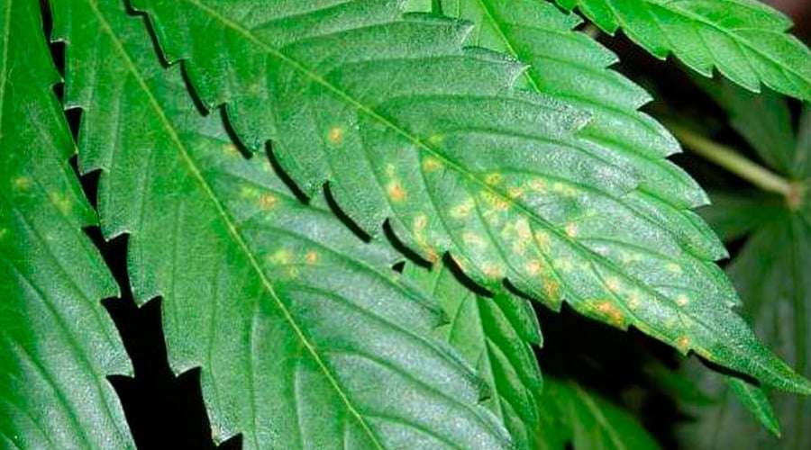 Некроз листьев марихуаны листья скручиваются в трубочку конопля