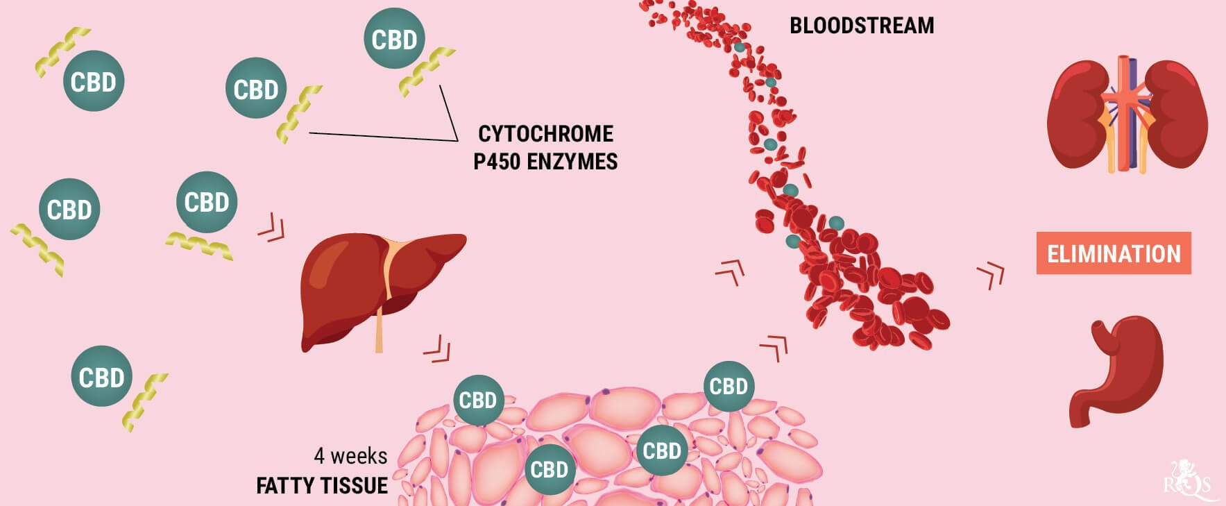 How Does the Body Metabolise CBD? How Does the Body Metabolise CBD?