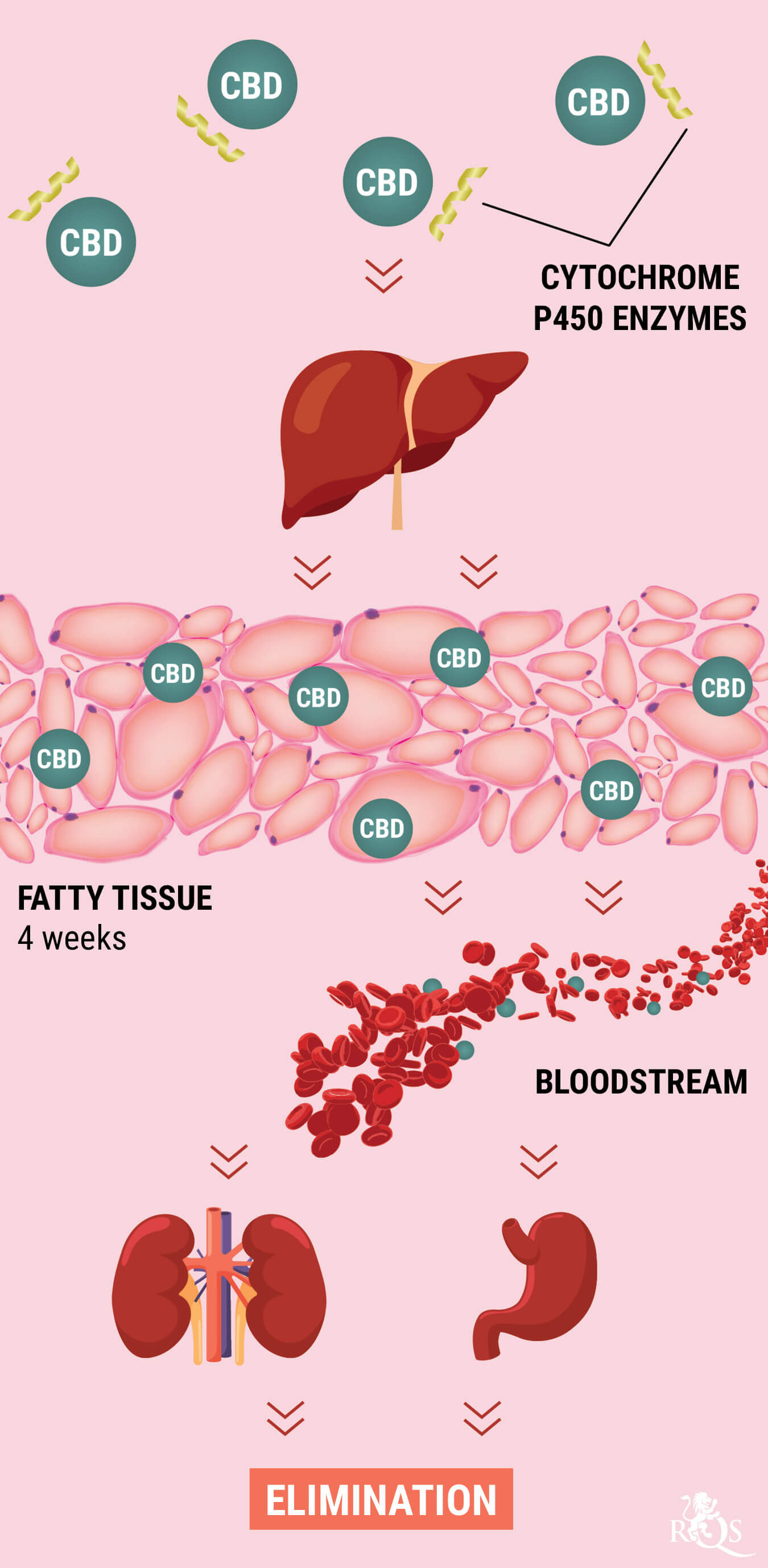 How Does the Body Metabolise CBD? How Does the Body Metabolise CBD?