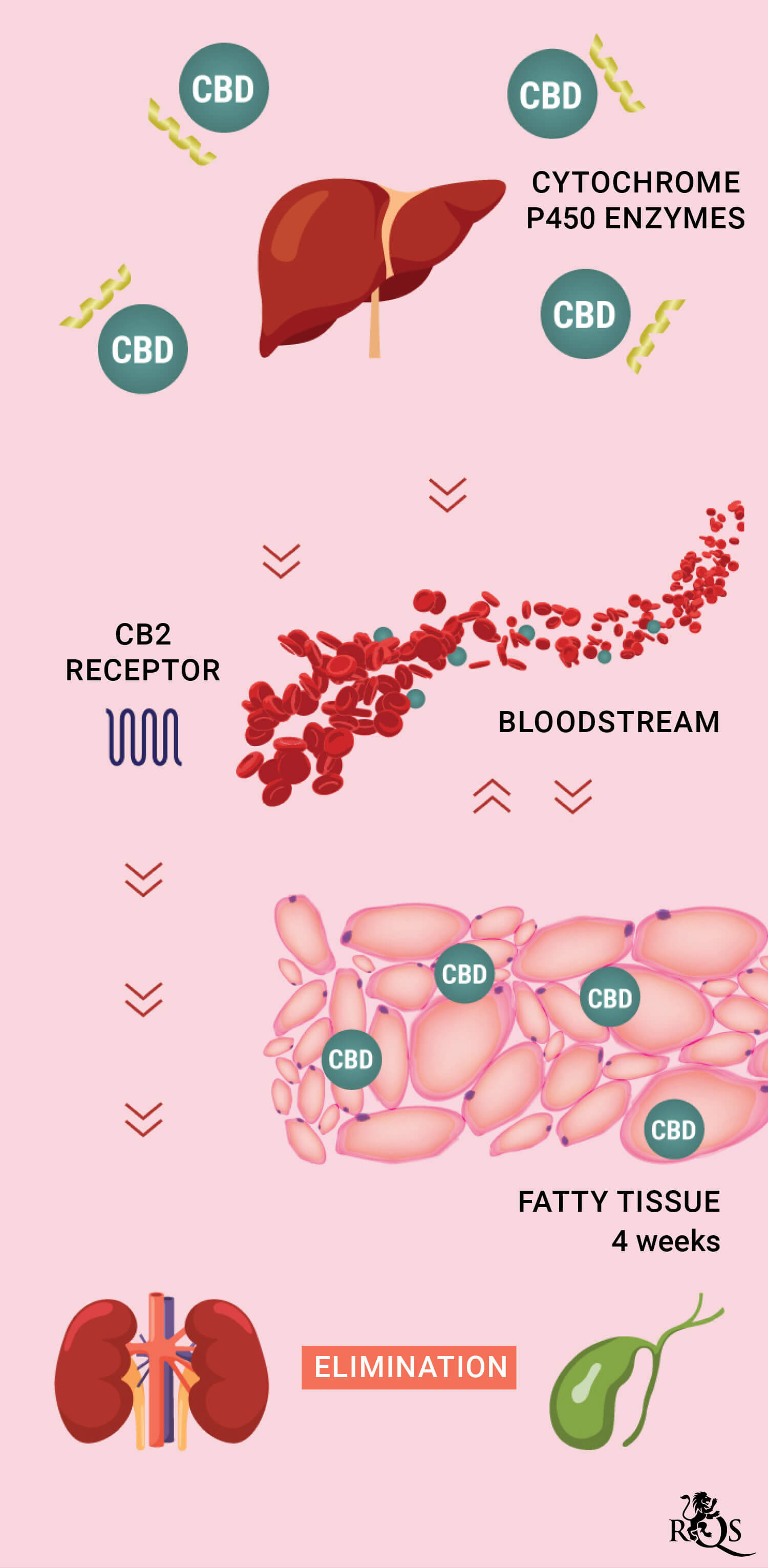 CBD Medication mobile-update-EN