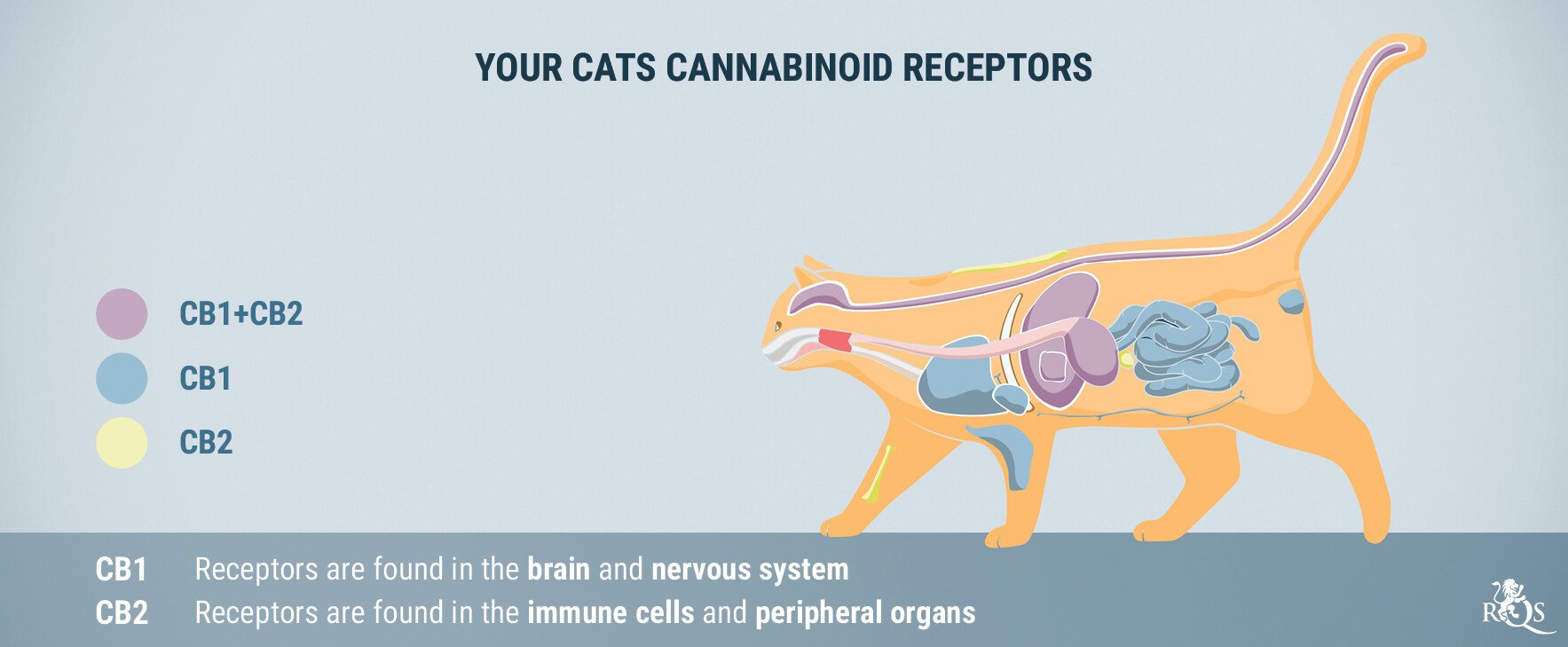 How Does CBD For Cats Work?