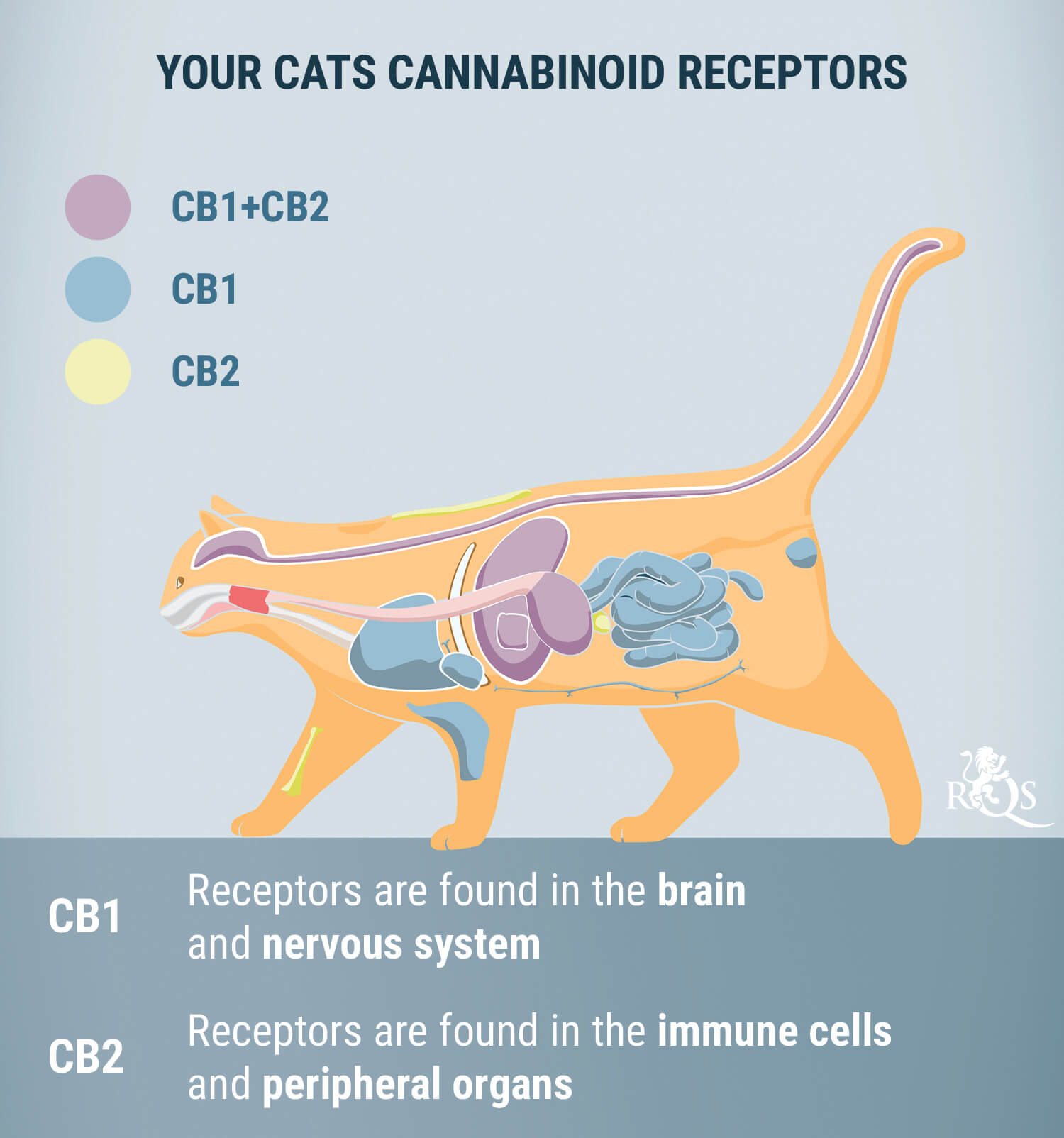 CBD Oil For Cats: How Does It Work? - RQS Blog