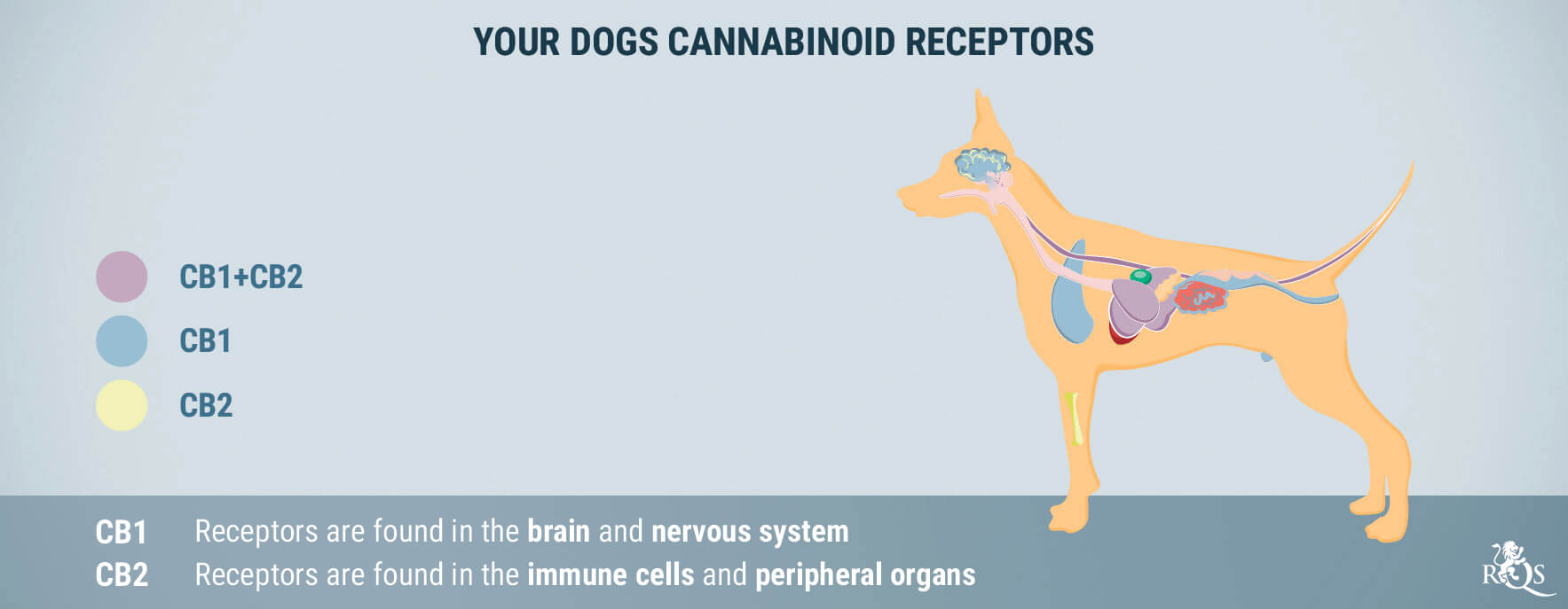 CBD for Dogs: What We Know So Far CBD for Dogs: What We Know So Far