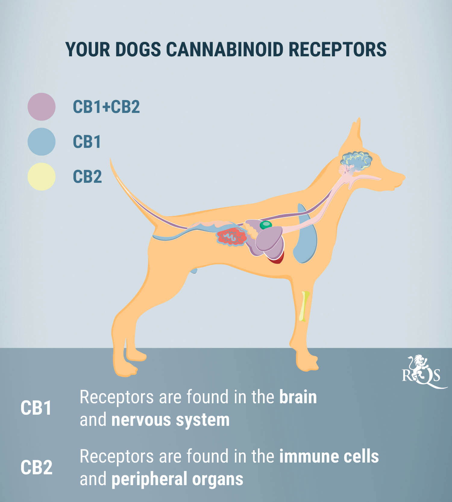 CBD for Dogs: What We Know So Far CBD for Dogs: What We Know So Far