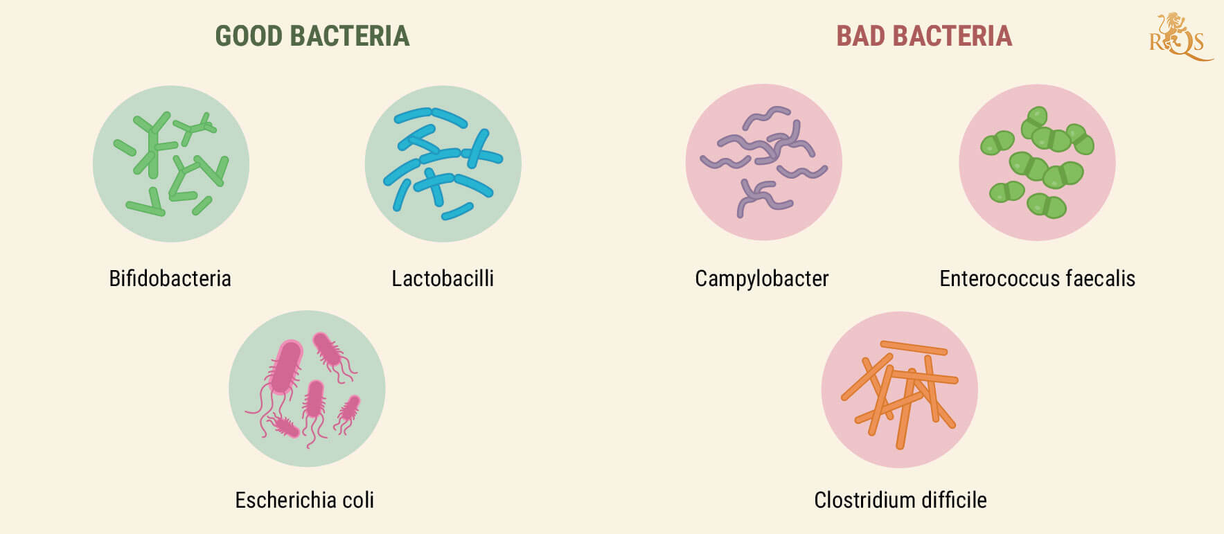 How Your Digestive System Works