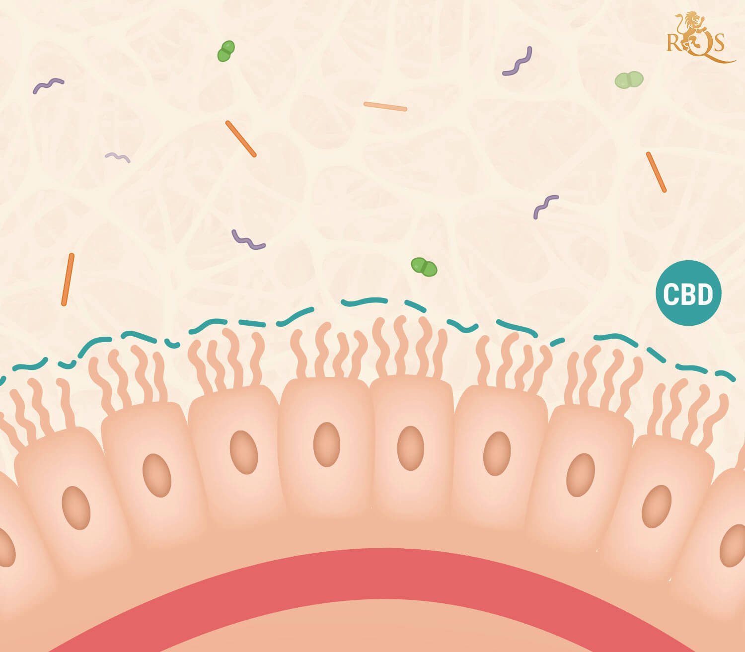 CBD and Inflammation CBD and Inflammation
