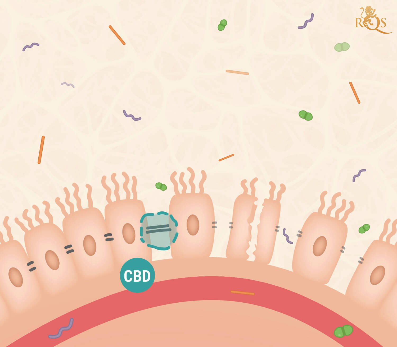 CBD and Leaky Gut