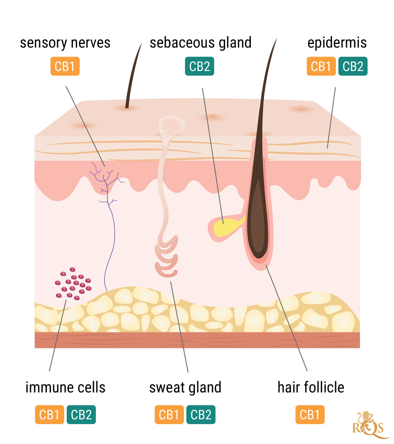 Importance of the Endocannabinoid System of the Skin