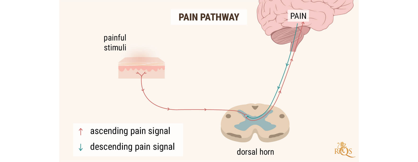 CBD OIL FOR PAIN