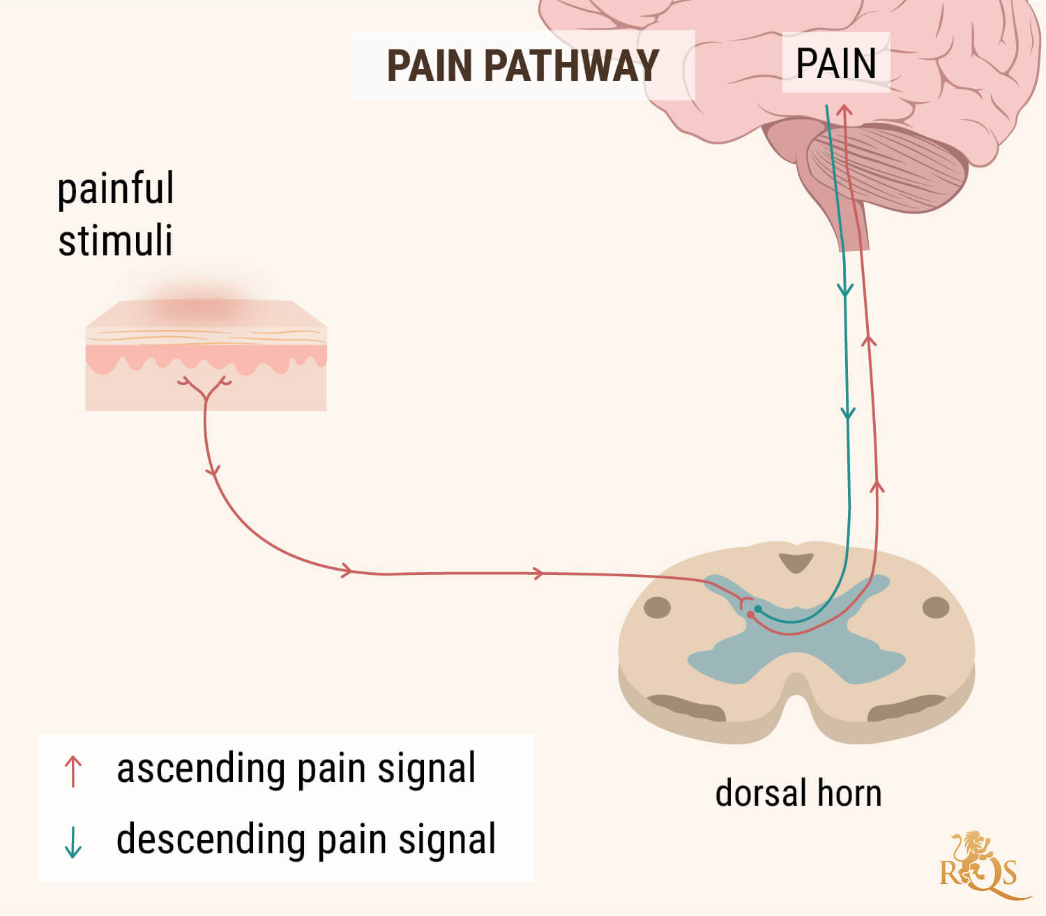 CBD OIL FOR PAIN