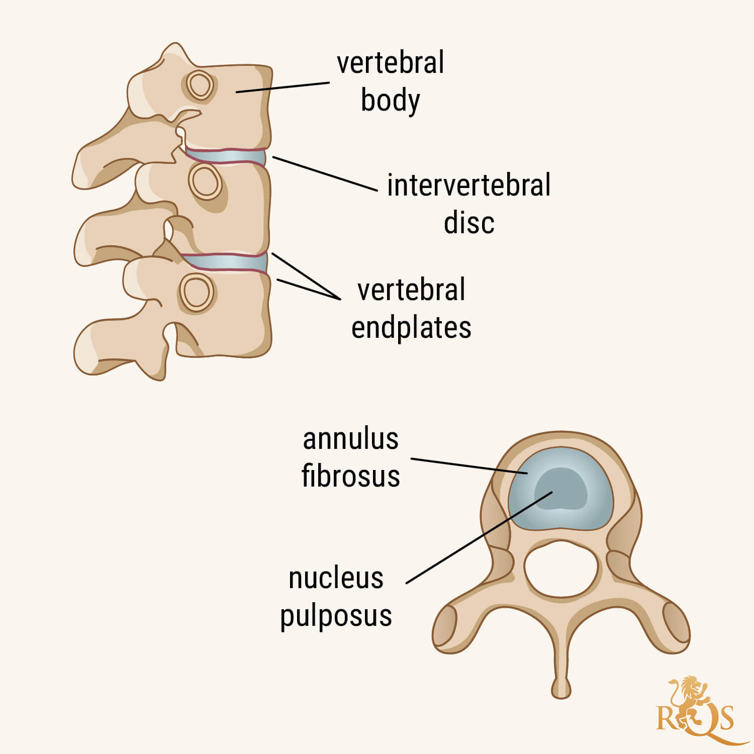 Spinal Discs: An Anatomical Overview