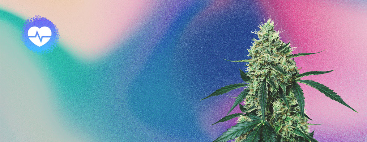 New CBD Cannabis Strains 2022