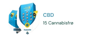 cbd-cannabis-seeds