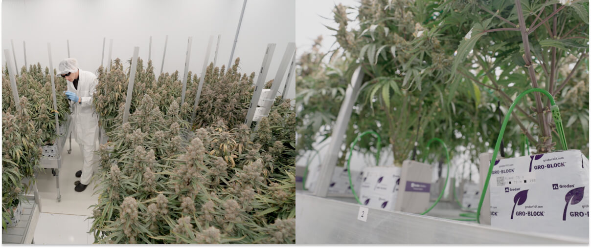 CRIC cannabis research and cultivation trials facility Cannabis research trials at CRIC facility, showing controlled cultivation, plant monitoring, and experimental grow systems