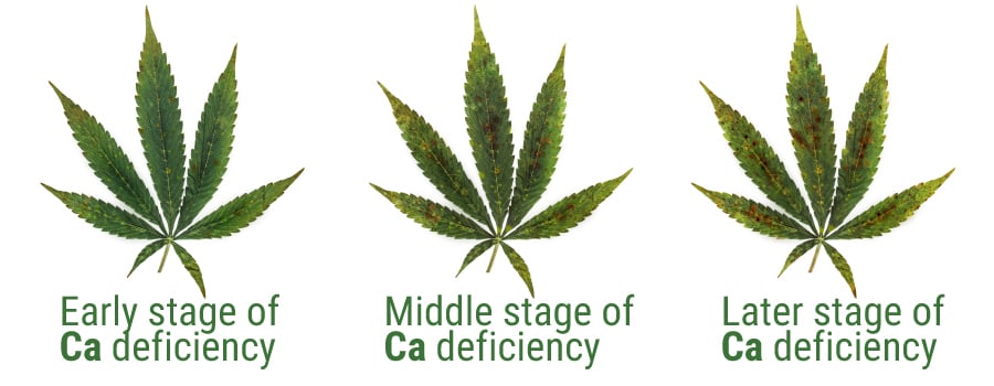 Calcium leaves deficiency
