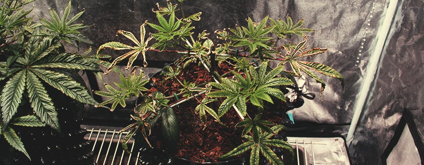 大麻-燃やされた植物