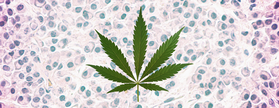 Leukaemia marijuana