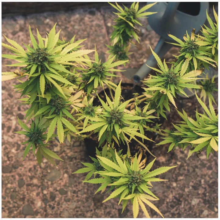 The last weeks of blooming - Royal Queen Seeds UK