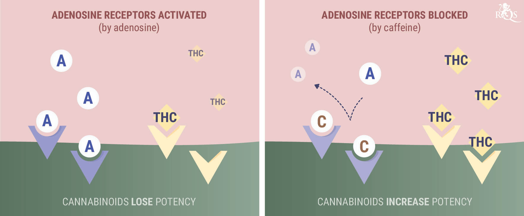 Cannabis (THC)