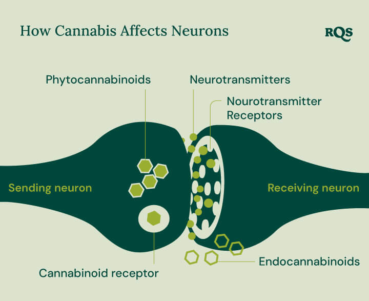 Infographic showing how phytocannabinoids and endocannabinoids interact with cannabinoid receptors, neurotransmitters, and their receptors. The diagram highlights the process between sending and receiving neurons in the context of cannabis compounds affecting brain function.