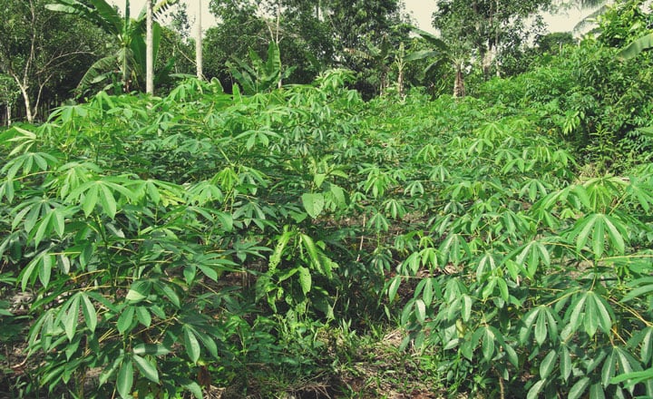 Cassava (Manihot esculenta)