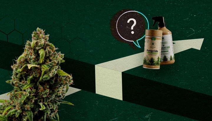 Challenges Ahead: Limitations of Cannabis-Based Fungicides A cannabis bud and organic fungicide products beside a question mark and upward arrow, representing the potential and challenges of cannabis-based fungicides.