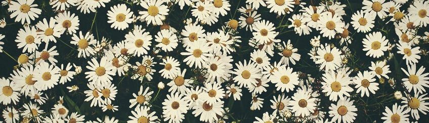 Chamomile