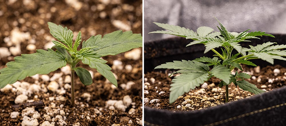 Cherry Pie Automatic Grow Report: Seedling Stage (Week 1)