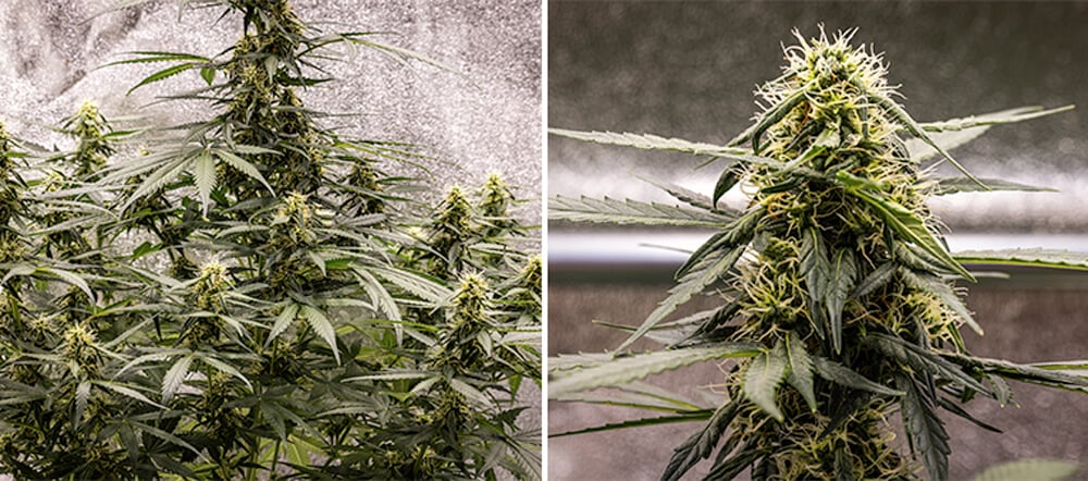 Cherry Pie Automatic Grow Report: Seedling Stage (Week 6)