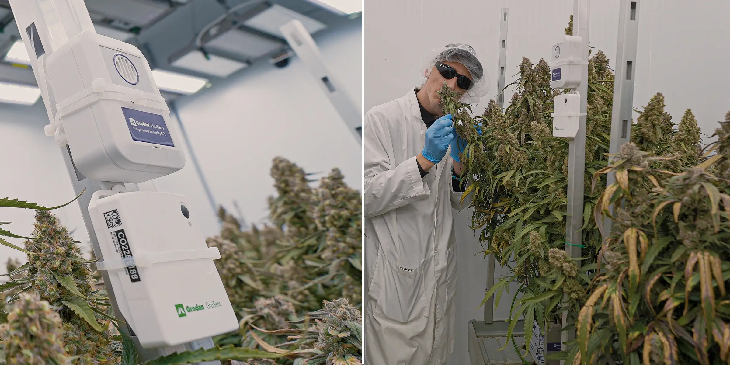 Cannabis plants in flowering under controlled indoor lighting, showing dense resinous colas beside climate sensors used to monitor temperature, humidity, CO₂, and crop steering conditions.