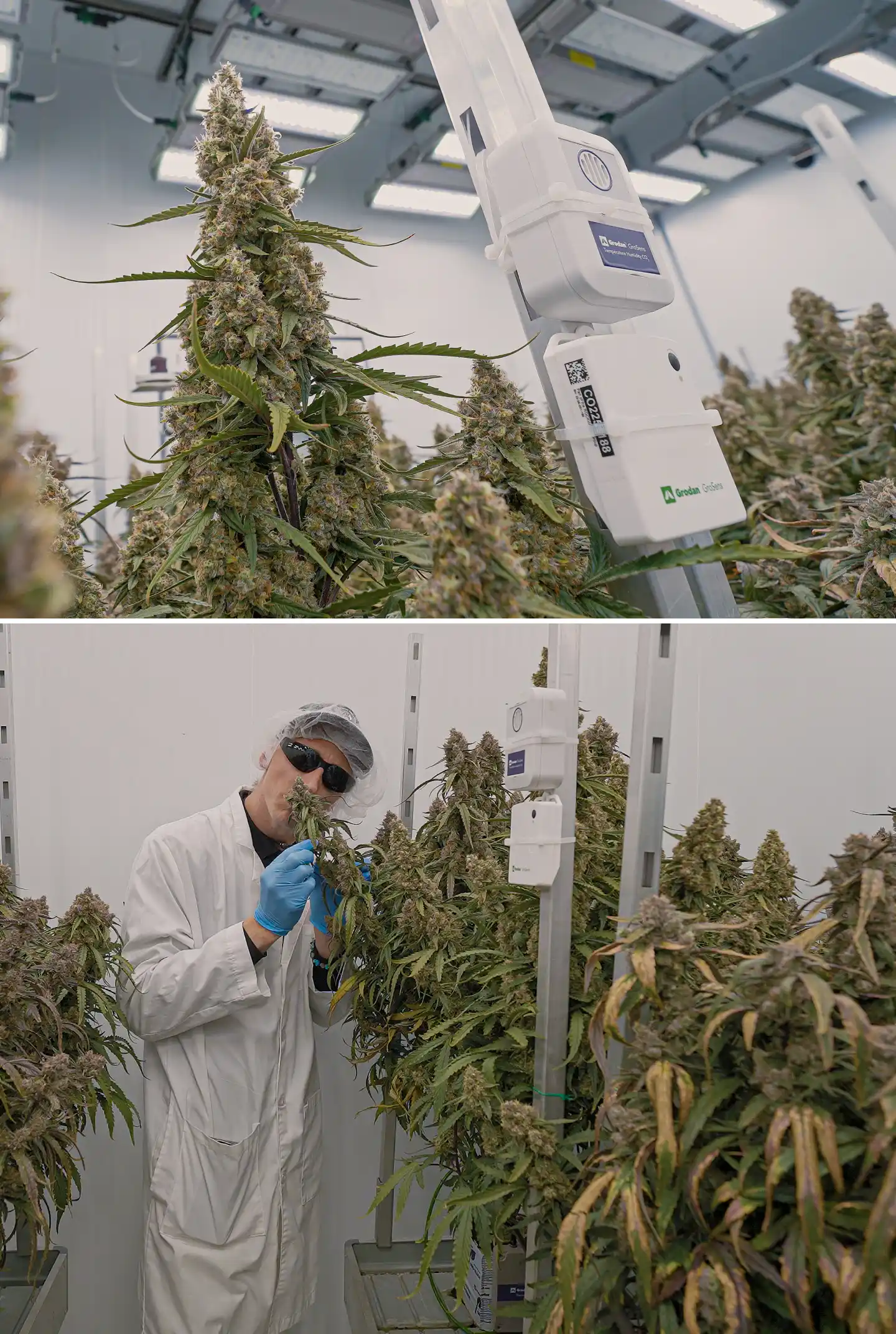 Cannabis plants in flowering under controlled indoor lighting, showing dense resinous colas beside climate sensors used to monitor temperature, humidity, CO₂, and crop steering conditions.