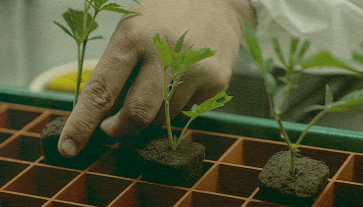 Hand planting cannabis clones in a tray with soil cubes, showcasing the efficiency of cloning for cannabis growth on a green tray, ideal for cultivation guides.