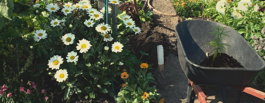 Companion Planting with Land Cress for Natural Caterpillar Control