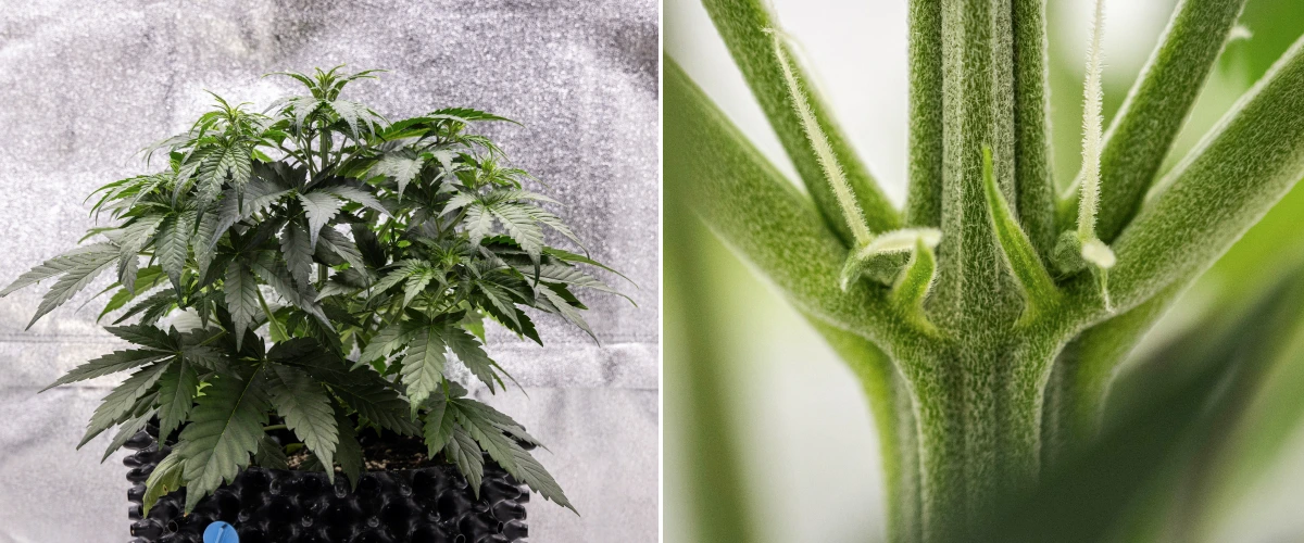 Cosmos F1 cannabis plant during week 3, showing sativa-influenced branching, dense green foliage, and the first white pistils as flowering begins between sprout days 19 and 26.