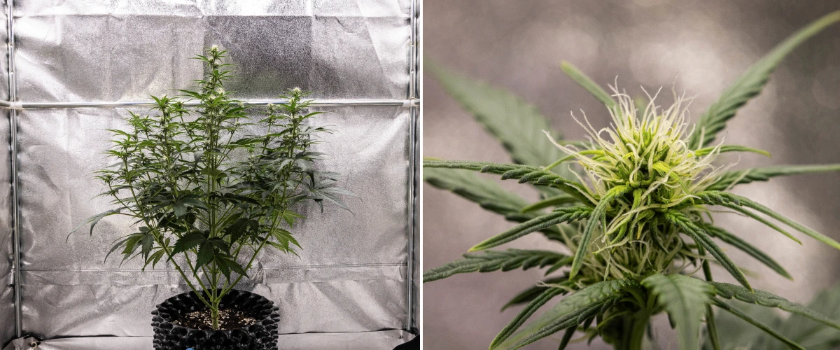 Cosmos F1 cannabis plant during week 2 of flowering, showing early bud formation, healthy green foliage, vertical branch structure, and developing white pistils between sprout days 33 and 40.