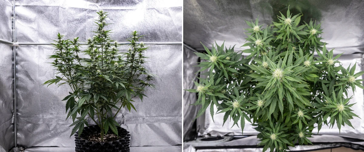 Cosmos F1 cannabis plant during week 3 of flowering, showing a dominant central cola, well-spaced lateral branches, healthy dark green foliage, and developing flower sites between sprout days 40 and 47.