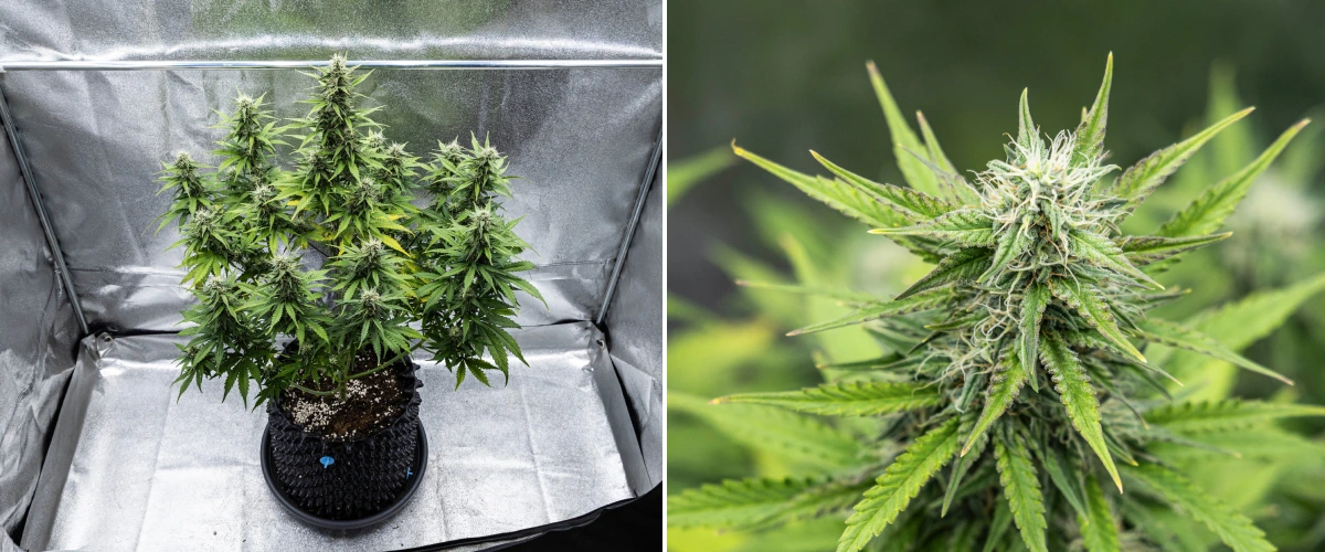 Cosmos F1 cannabis plant during week 4 of flowering, showing dense resinous buds, sticky calyxes, maturing colas, and some lower leaf yellowing between sprout days 47 and 54.
