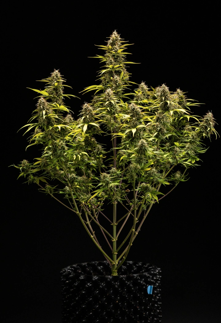 Cosmos F1 cannabis plant during week 6 of flowering and harvest, showing mature trichome-covered colas, swollen calyxes, yellowing leaves, and resinous buds ready for harvest on sprout day 68.
