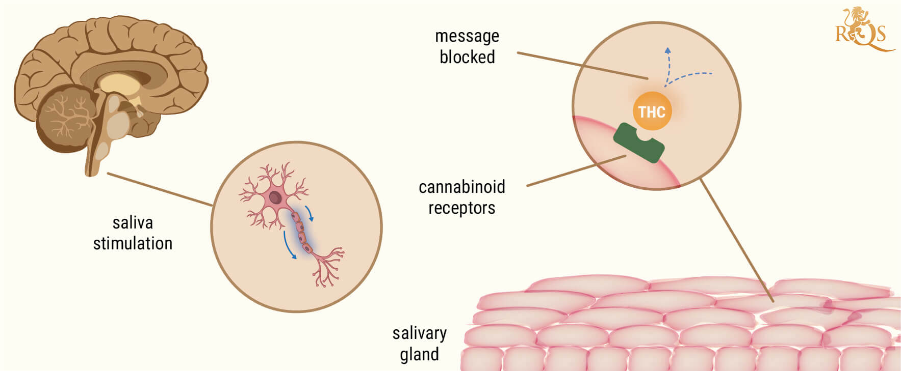 The Science Behind Cotton Mouth From Weed Smoking