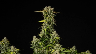 Mature Royal Creamatic cannabis plant with dense resinous buds, frosty trichomes, and a tall main cola against a black background.