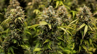Granddaddy Purple Auto cannabis buds in close-up, showing dense trichome-covered colas, orange pistils, mature green flowers, and frosty resin before harvest.