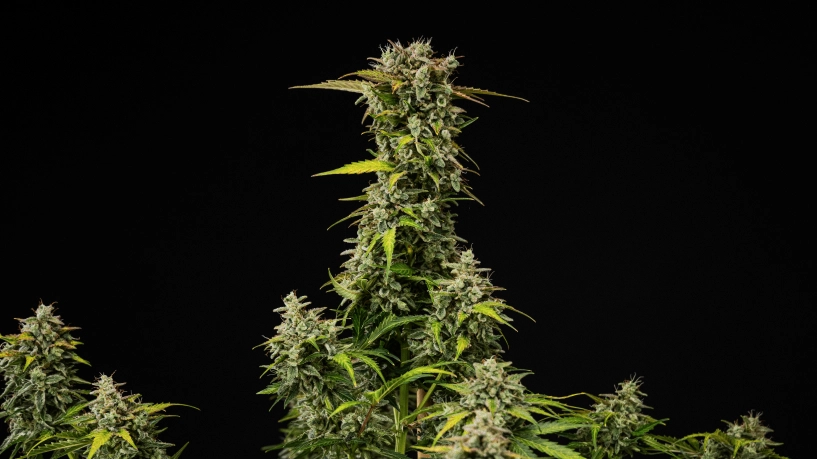 Mature Royal Creamatic cannabis plant with dense resinous buds, frosty trichomes, and a tall main cola against a black background.