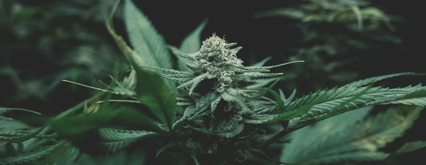 Growing Cannabis: Understanding the Basics