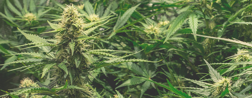 Maximum Yield With Autoflowering Cannabis