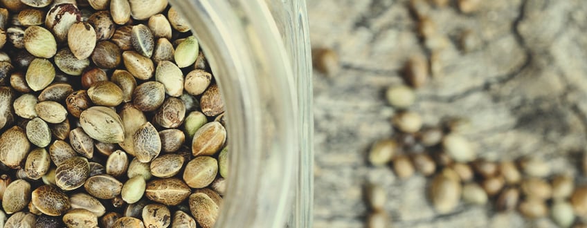 How To Properly Preserve Cannabis Seeds