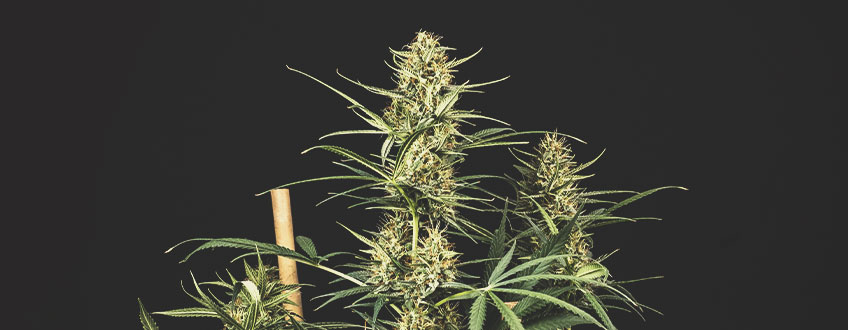 The Best Discount Cannabis Seeds From Royal Queen Seeds